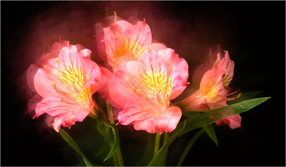 Flowers - Steve Bird